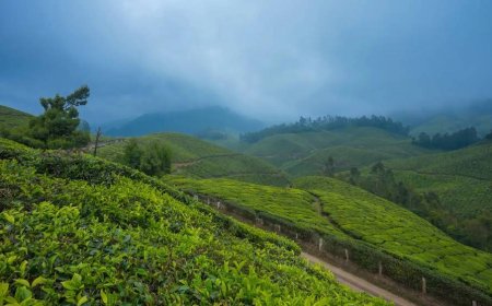 Best Munnar Tour Packages for Family Trips in Kerala
