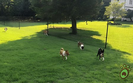 Are Non-Electric Dog Fence Systems and DIY Dog Fence Kits the Best Way to Keep Your Dog Safe? A Case Study Featuring PetPlaygrounds.com