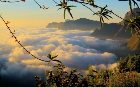 Experience Stunning Views at Top Station in Munnar Today