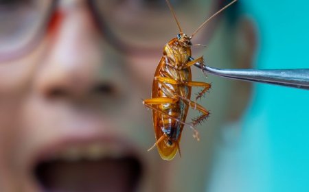 Silent Invaders: How to Detect and Eliminate Cockroach Infestations