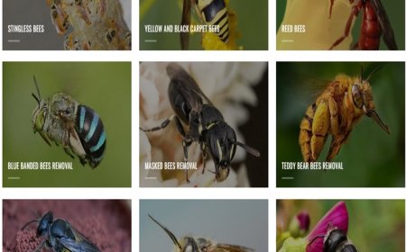 What to Ask Before Hiring a Bee Removal Service in Melbourne