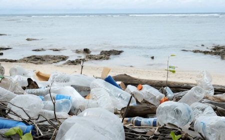 Environmental Problems In India And Solutions